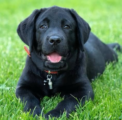Fido’s Dad Bejoy